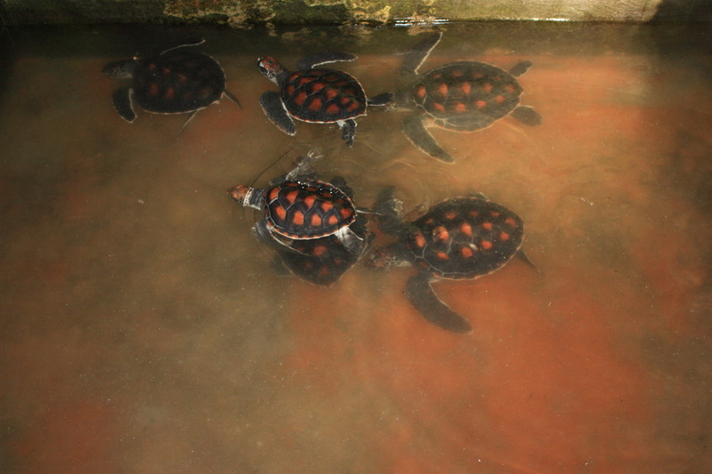 Sri Lanka, Kosgoda, Turtle Farm